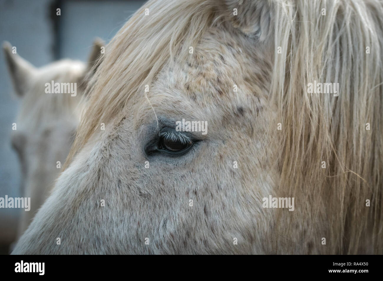 Occhio di un pezzato grigio o bianco cavallo in un primo piano ritagliato vista laterale che mostra la lunga criniera e ciuffo Foto Stock