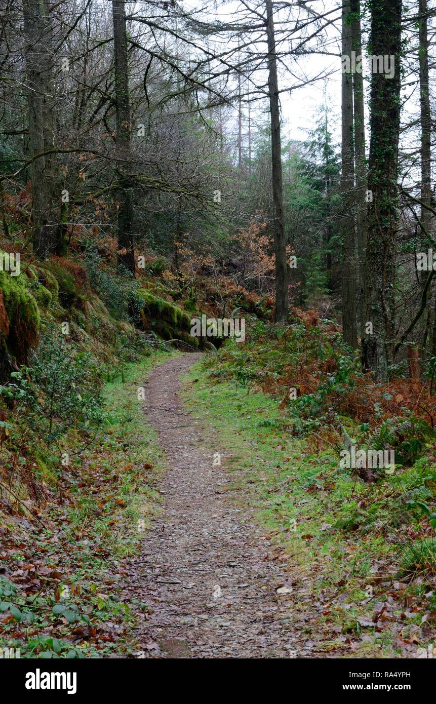 Inverno a piedi attraverso la foresta Brechfa Forest Abergorlech Woodland boschi Carmarthenshire Galles Cymru REGNO UNITO Foto Stock