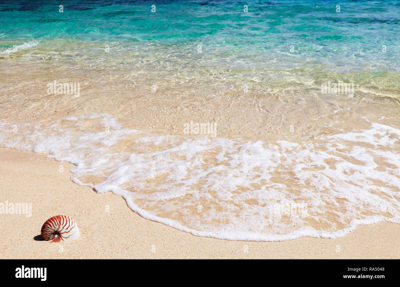 Tropical Beach, sabbia e conchiglia di mare Foto Stock