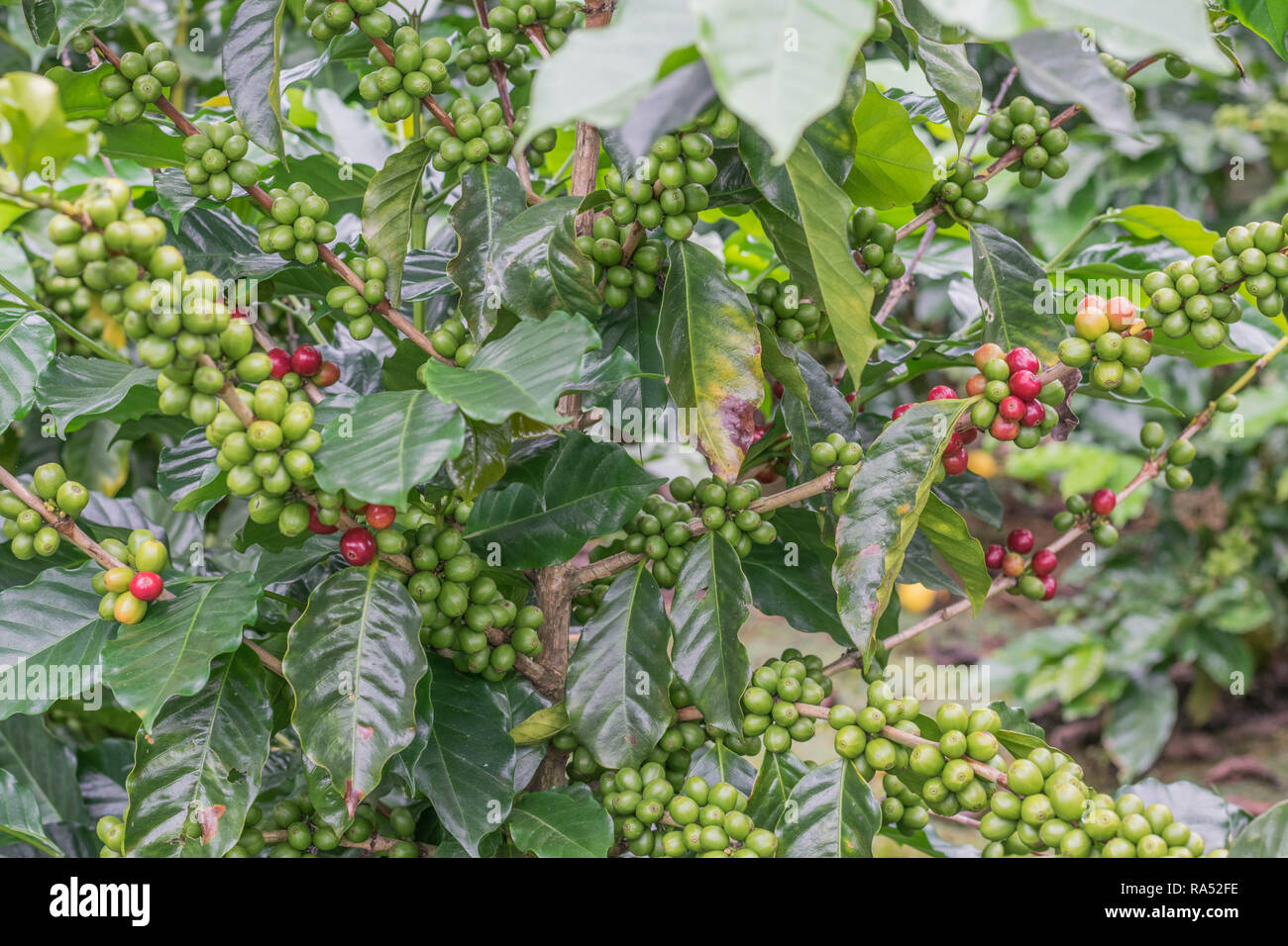 Colpo isolato di una pianta del caffè, caricato con il rosso e il verde di bacche di caffè e la bella deep foglie verdi in Costa Rica Foto Stock