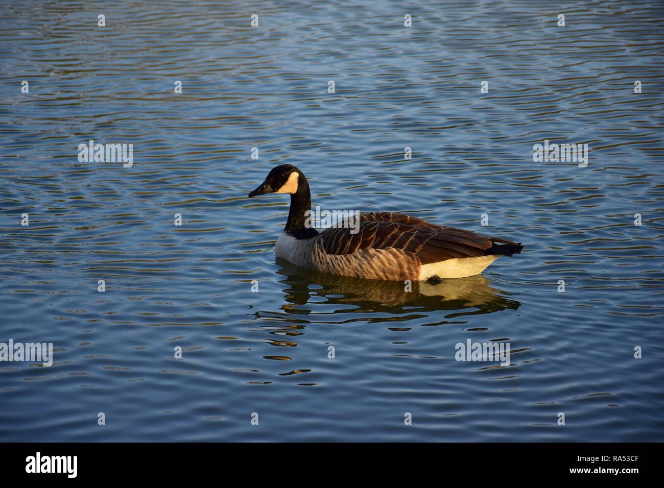 Bella Canada Goose nuotare in un lago nel sole del pomeriggio. Foto Stock