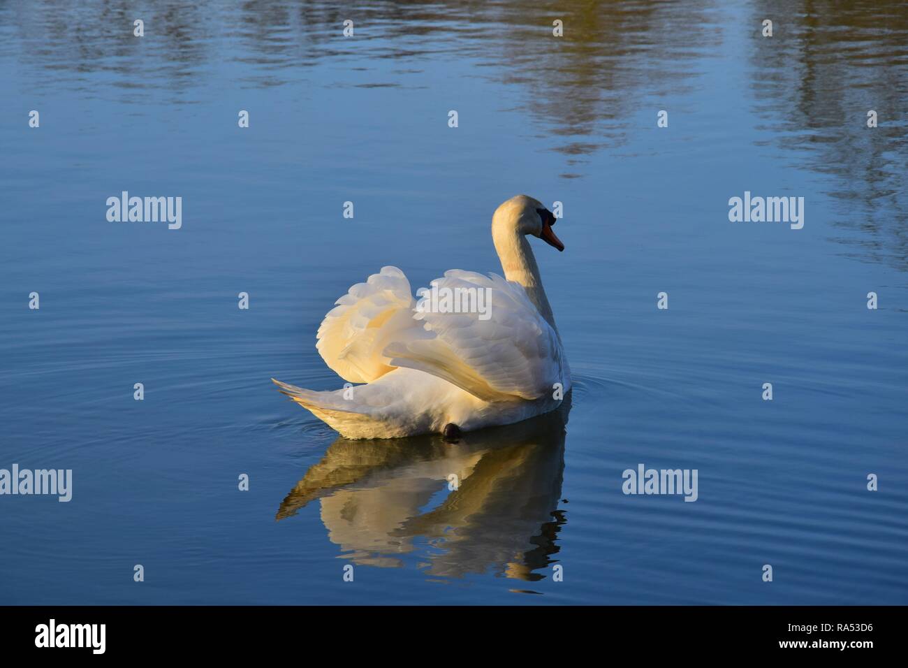 Un white swan nuotare in un lago nel sole del tardo pomeriggio, il sole che splende dall'torna nella sua graduazione. Foto Stock