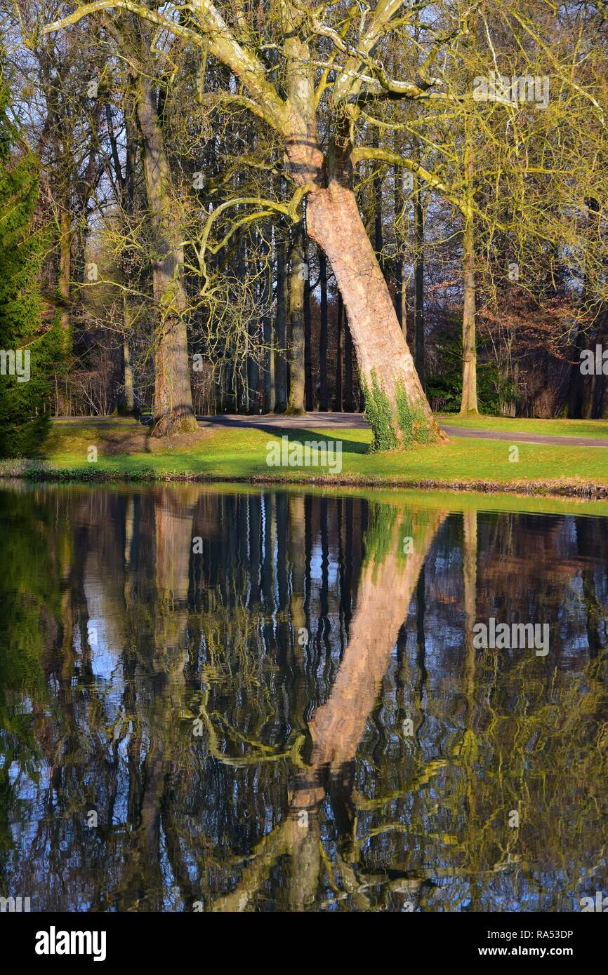 Paesaggio in un parco in Germania all'inizio della primavera, con alberi sfrondato riflettendo in un lago. Foto Stock