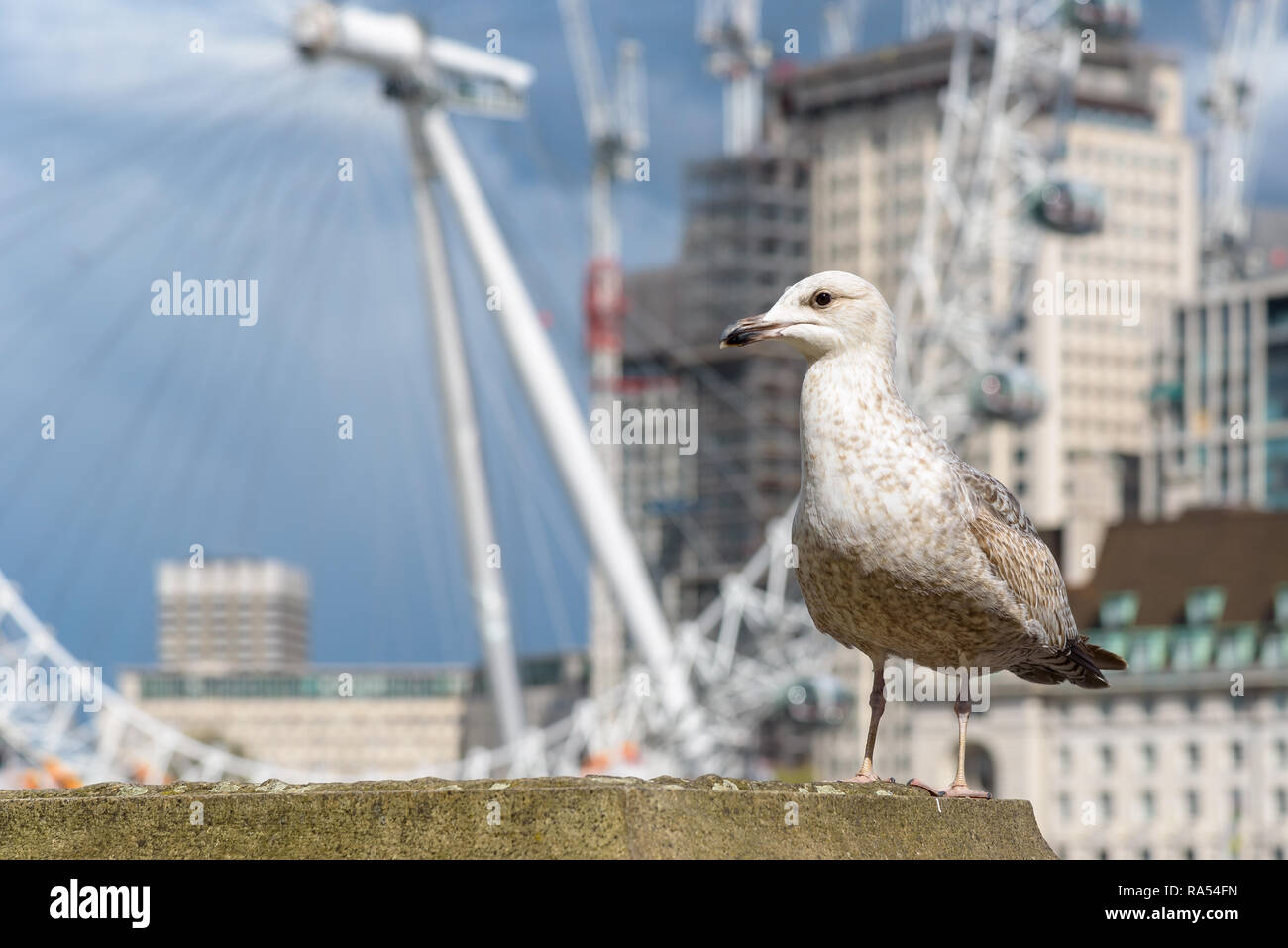 Seagull al Tamigi a Londra Foto Stock