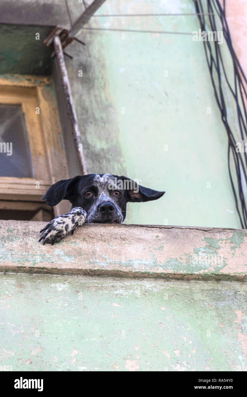 Triste guardando il cane si affaccia sul balcone in Havana street cuba Foto Stock