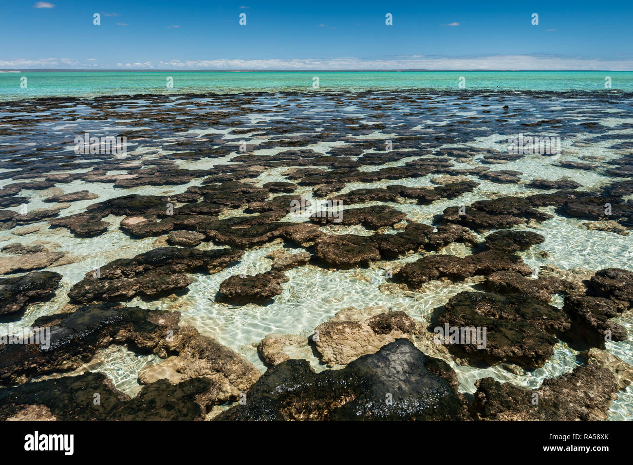 Il Stromatolites sono l'attrazione numero uno di Hamelin Pool, in Shark Bay Area del Patrimonio Mondiale. Foto Stock