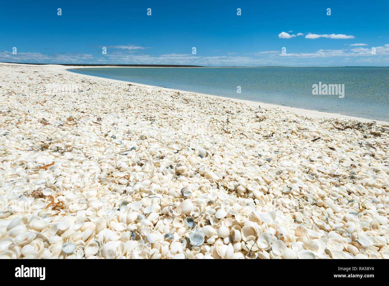 Famosa spiaggia di Shell nel Patrimonio Mondiale elencati di Shark Bay. Foto Stock