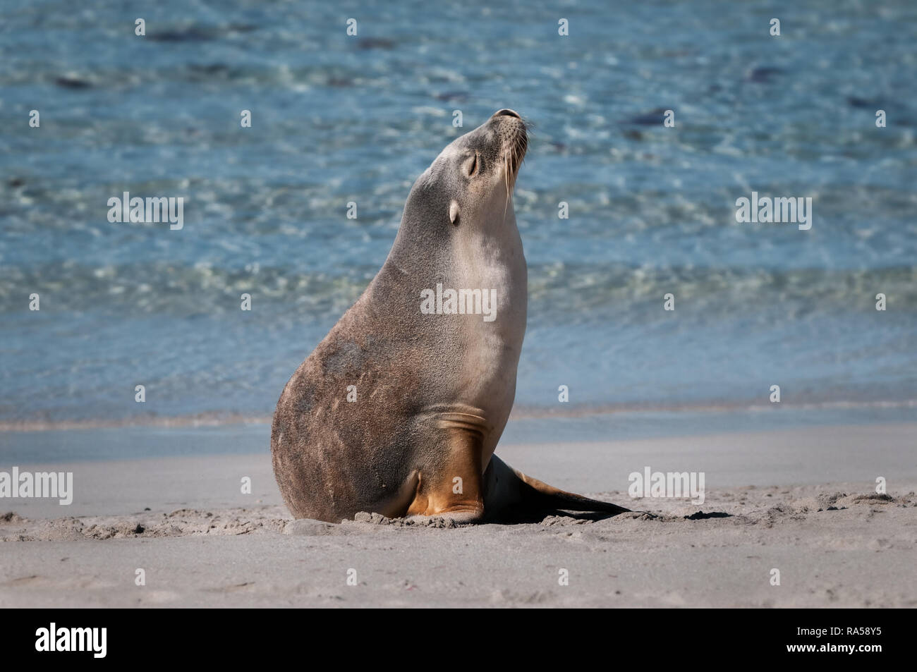 Specie rare e minacciate Australian Sea Lion crogiolarsi sulla spiaggia. Foto Stock