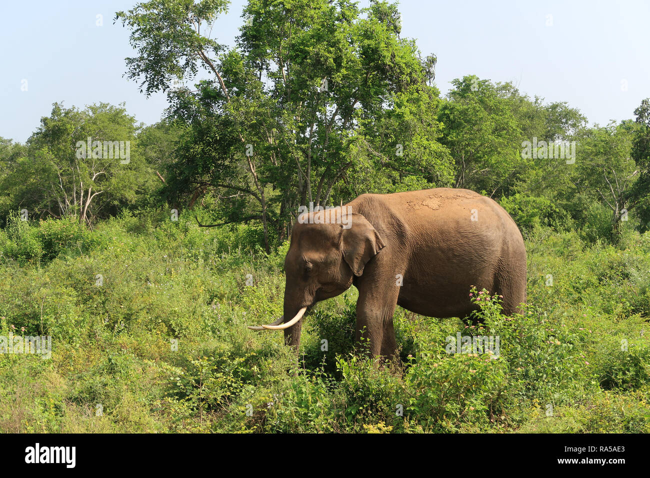 Maschio di elefante asiatico all'interno del Udawalawe parco nazionale, visto durante un safari. Lo Sri Lanka. Girato con Canon G7. Foto Stock
