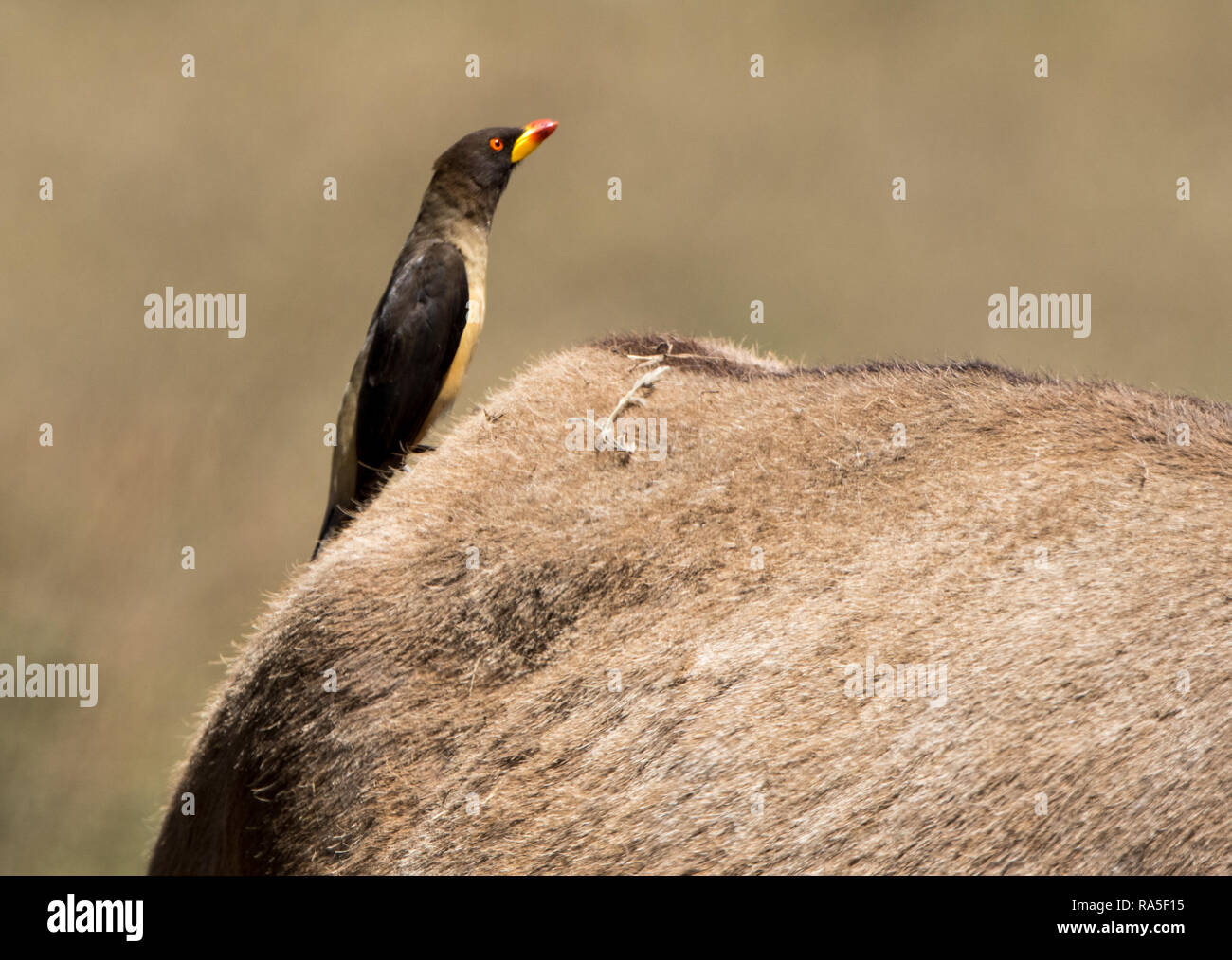 Giallo-fatturati Oxpecker (Buphagus africanus) Foto Stock