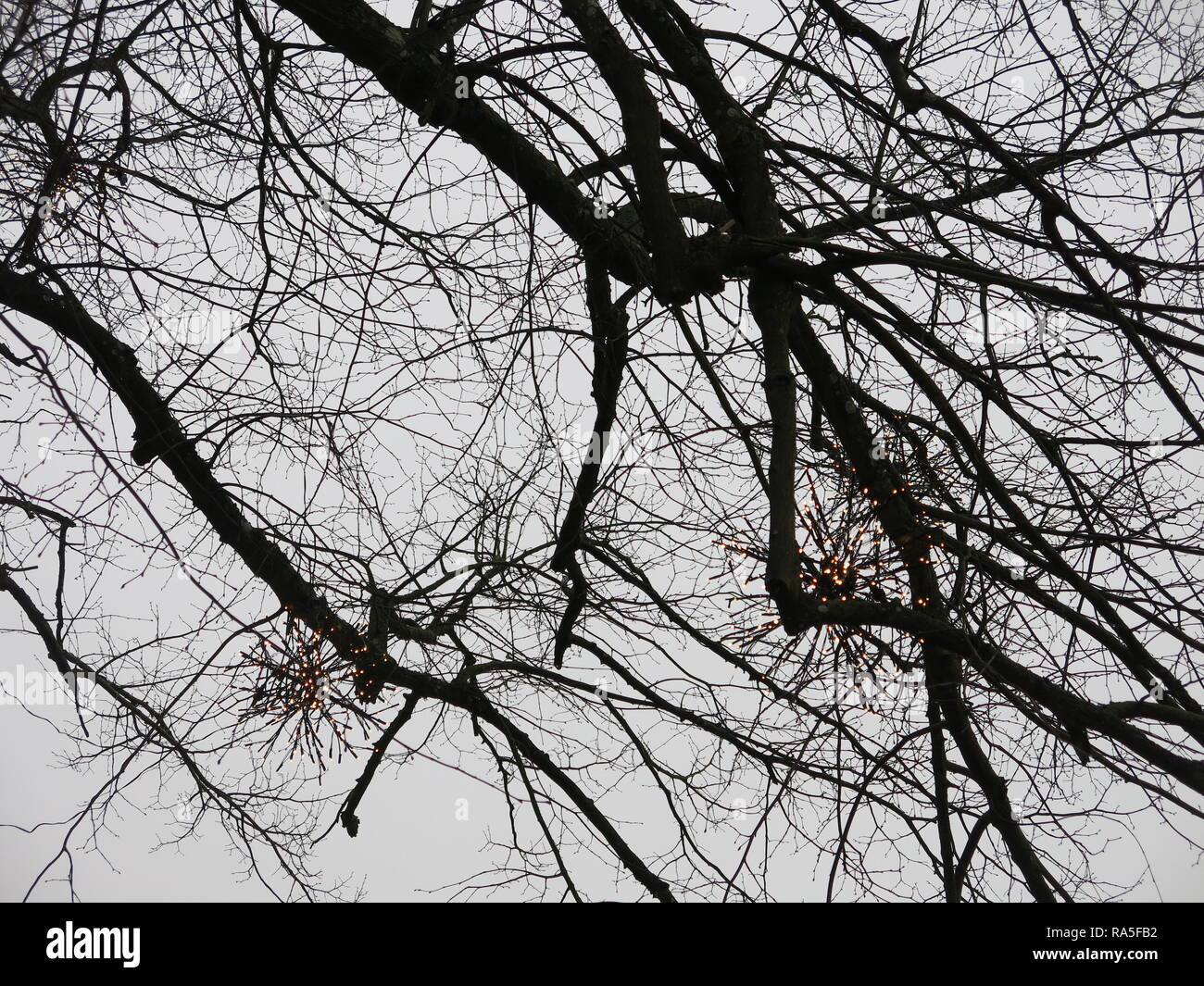 Twinkly luci fairy tra i rami degli alberi sono parte delle festose decorazioni a motivi di Waddesdon Manor, Natale 2018 Foto Stock