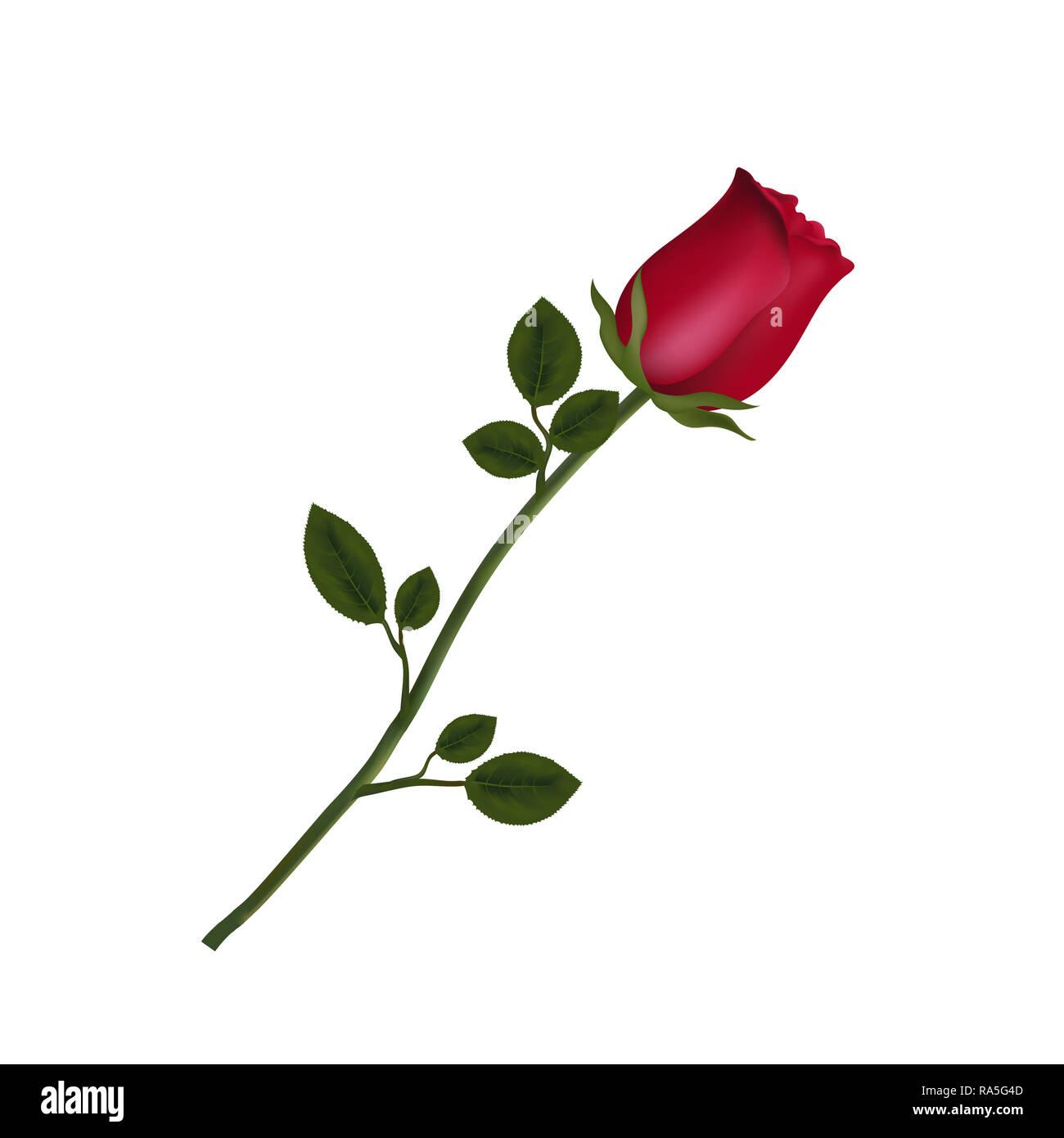 Illustrazione di foto realistiche e molto dettagliata di fiori rosa rossa isolato su sfondo bianco. Bella bocciolo di rosa rossa a gambo lungo. Clip art per Foto Stock