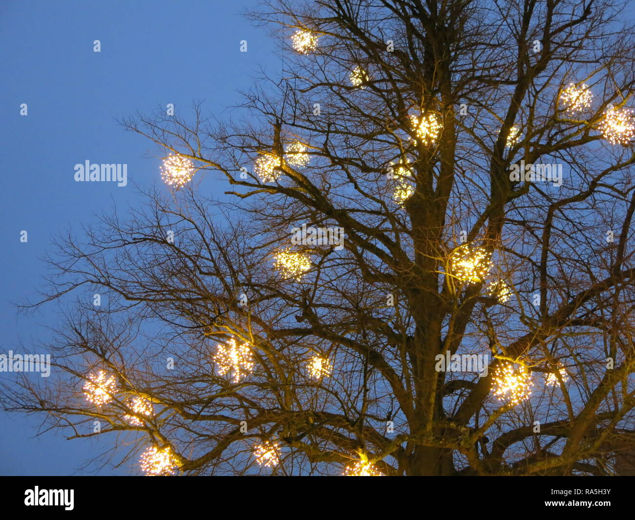 Scintillanti luci di Natale appendere in i rami di un grande albero, guardando molto festosa all'imbrunire; Dicembre 2018 Foto Stock