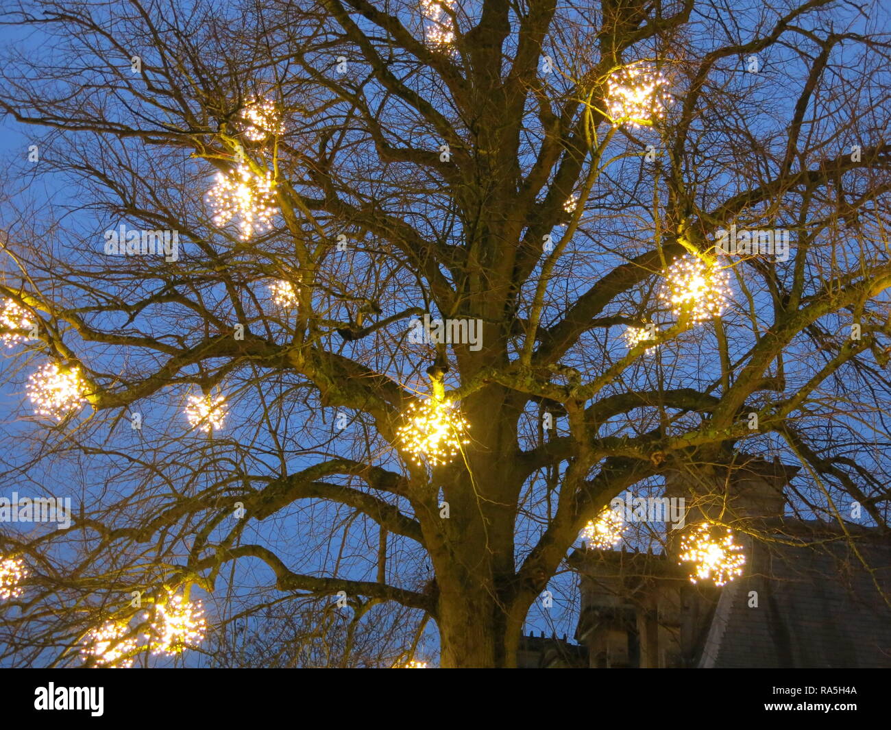 Scintillanti luci di Natale appendere in i rami di un grande albero, guardando molto festosa all'imbrunire; Dicembre 2018 Foto Stock