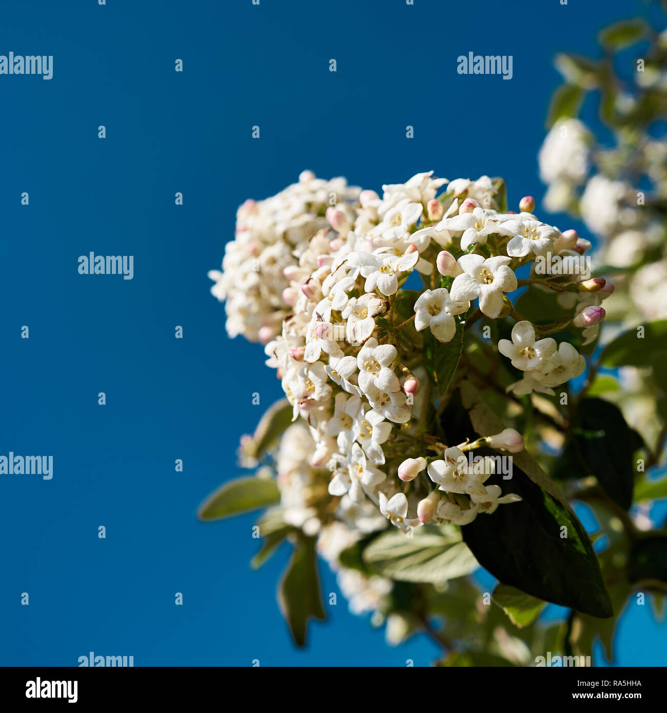 Fiore di Viburnum burkwoodii in estate Foto Stock