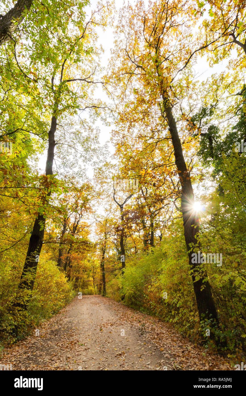 Bike Trail nel bosco in autunno / caduta. Foto Stock
