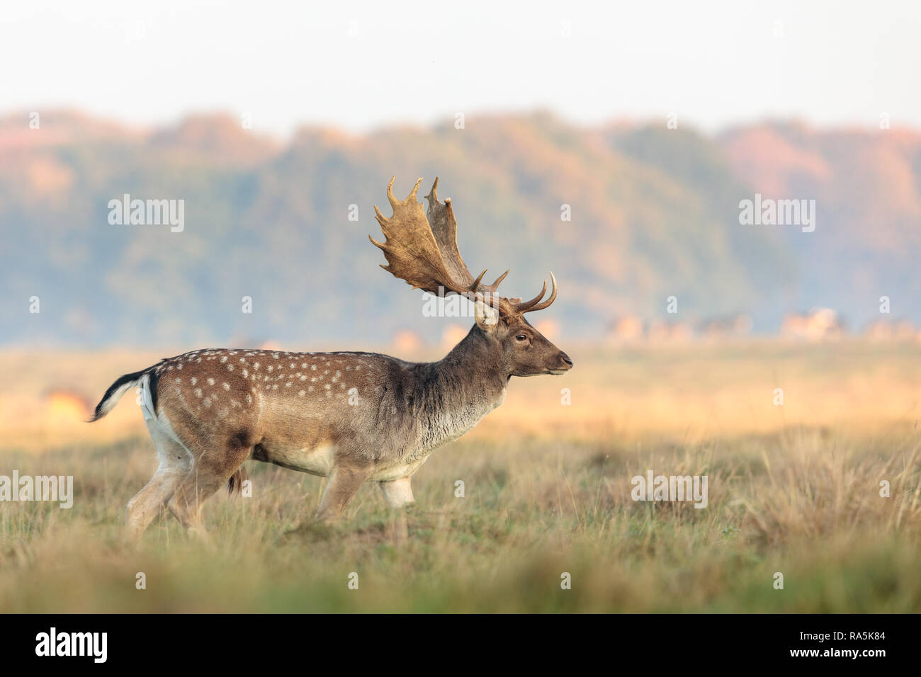 Daini, Dama Dama, buck camminare sull'erba al Eremitagesletten in Dyrehave, Danimarca. Ottobre, golden Autunno colori in background. Foto Stock