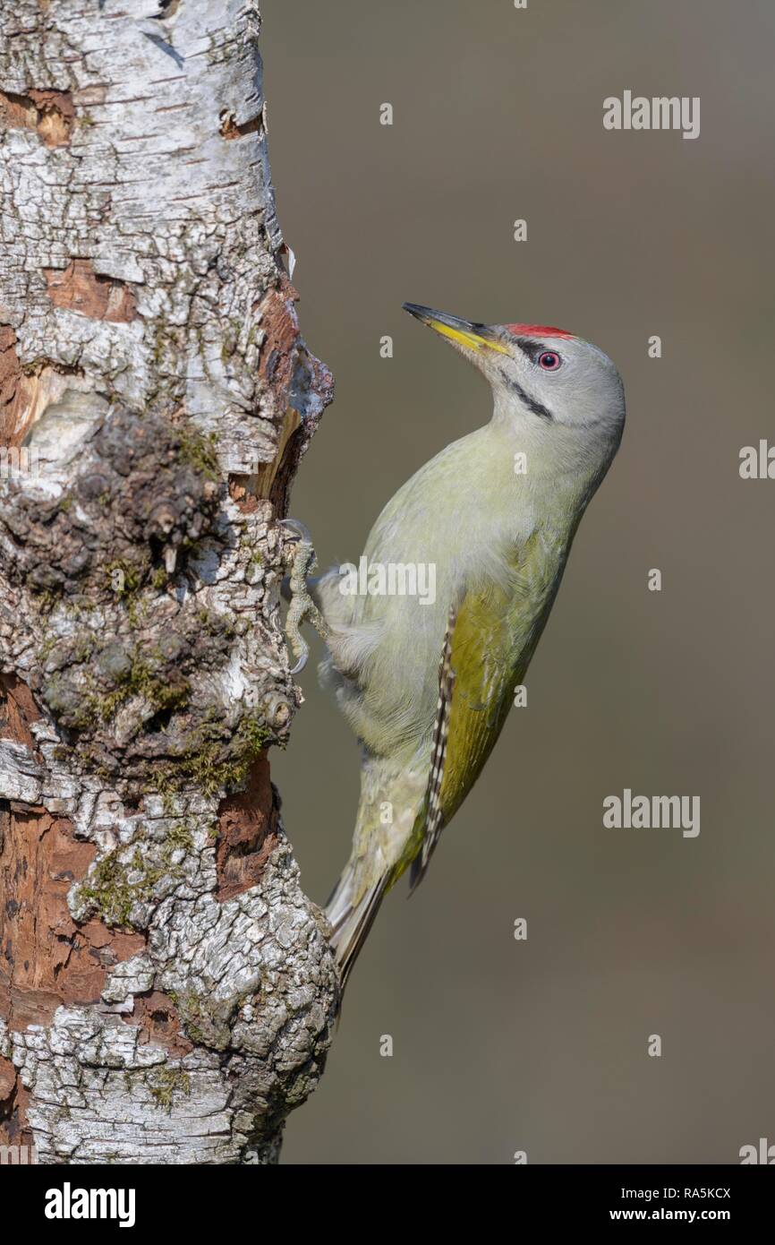 Picchio cenerino (Picus canus), maschio, rovistando in betulla pelosa (Betula pubescens), area della biosfera Svevo Foto Stock