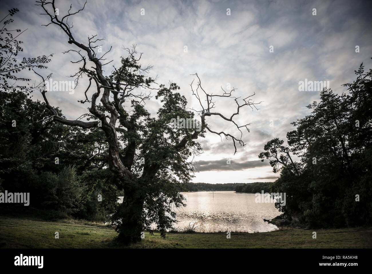 Vecchio castagno (Castanea sativa), tramonto, fiordo vicino a Lorient, Brittany, Francia Foto Stock