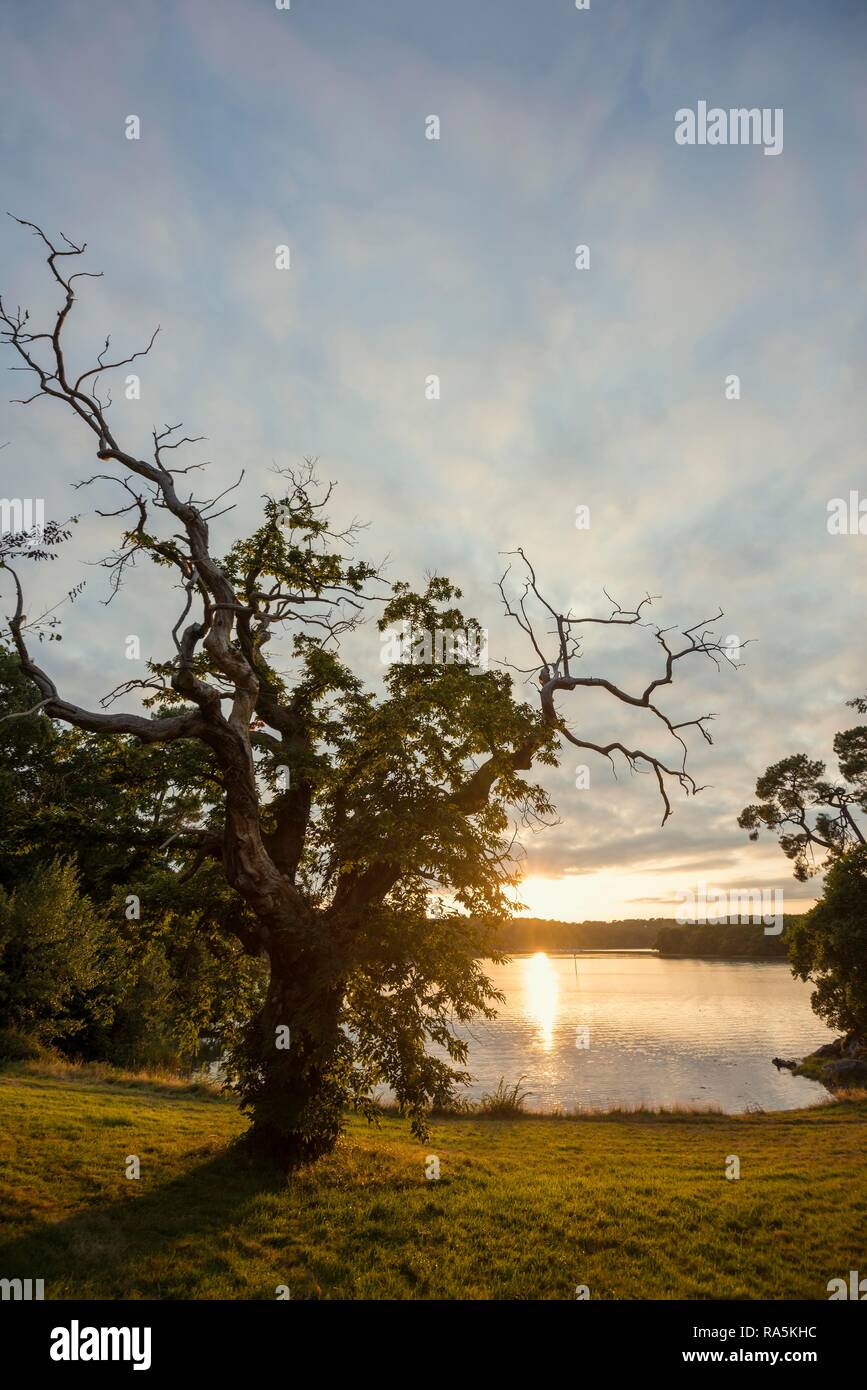 Vecchio castagno (Castanea sativa), tramonto, fiordo vicino a Lorient, Brittany, Francia Foto Stock
