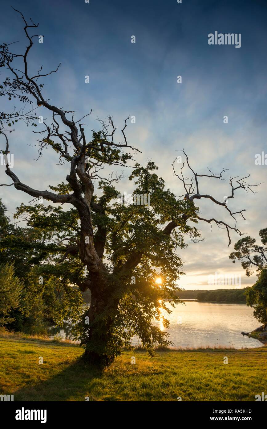 Vecchio castagno (Castanea sativa), tramonto, fiordo vicino a Lorient, Brittany, Francia Foto Stock