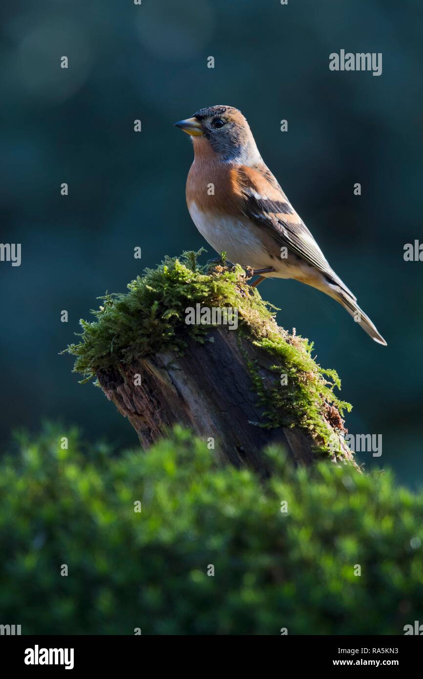 Brambling (Fringilla montifringilla), seduti su un ceppo di albero, Emsland, Bassa Sassonia, Germania Foto Stock