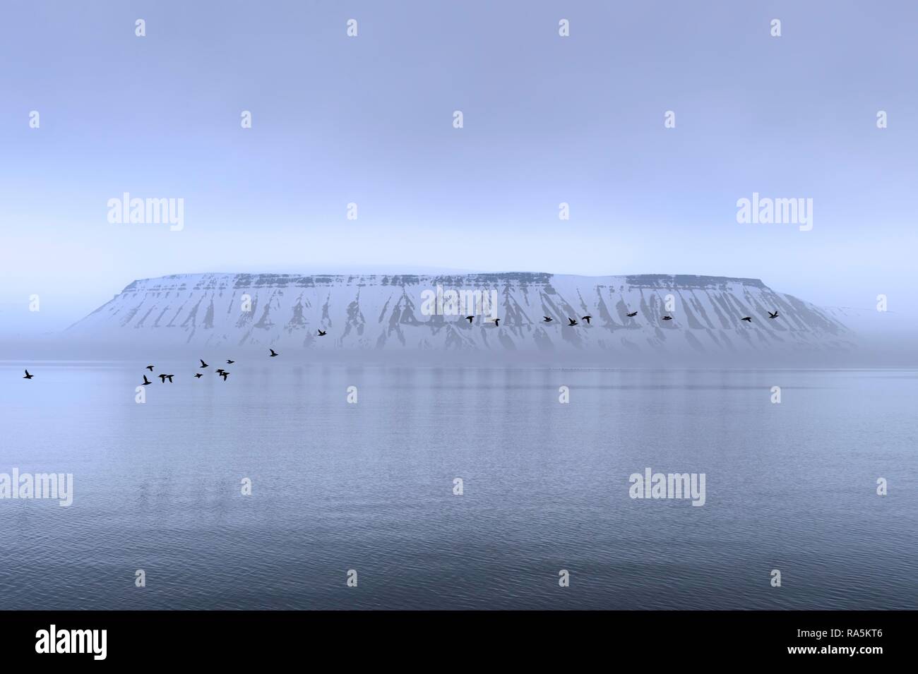 Gregge di Thick-fatturati Murres (Uria lomvia) o Brunnich's guillemots sovrastante Hinlopen Strait, isola Spitsbergen Foto Stock