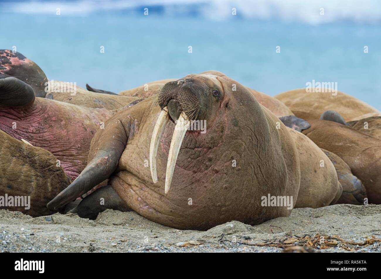 Tricheco (Odobenus rosmarus) colonia, Sarstangen, il Principe Charles Foreland isola, isola Spitsbergen, arcipelago delle Svalbard, Norvegia Foto Stock