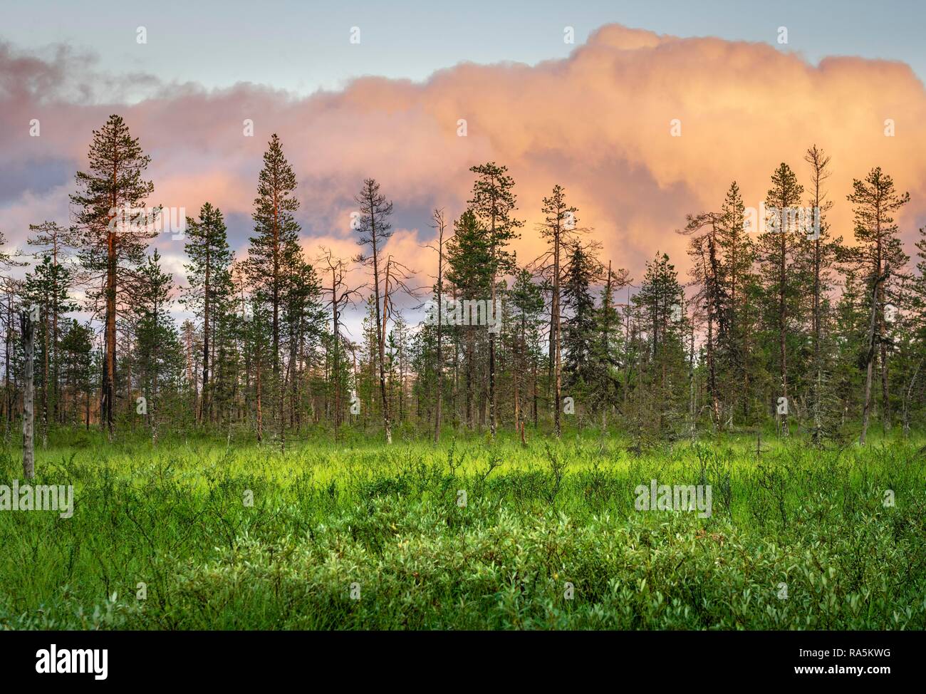 Pineta con nuvole rosa in zona umida, Sodankylä, Lappi, Finlandia Foto Stock