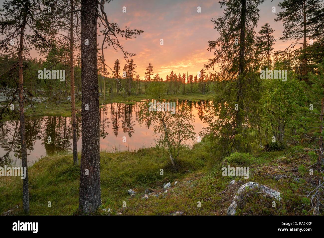 Tramonto nella zona umida, alberi riflessa nel lago, Nuvole rosa, Kittilä, Lappi, Finlandia Foto Stock