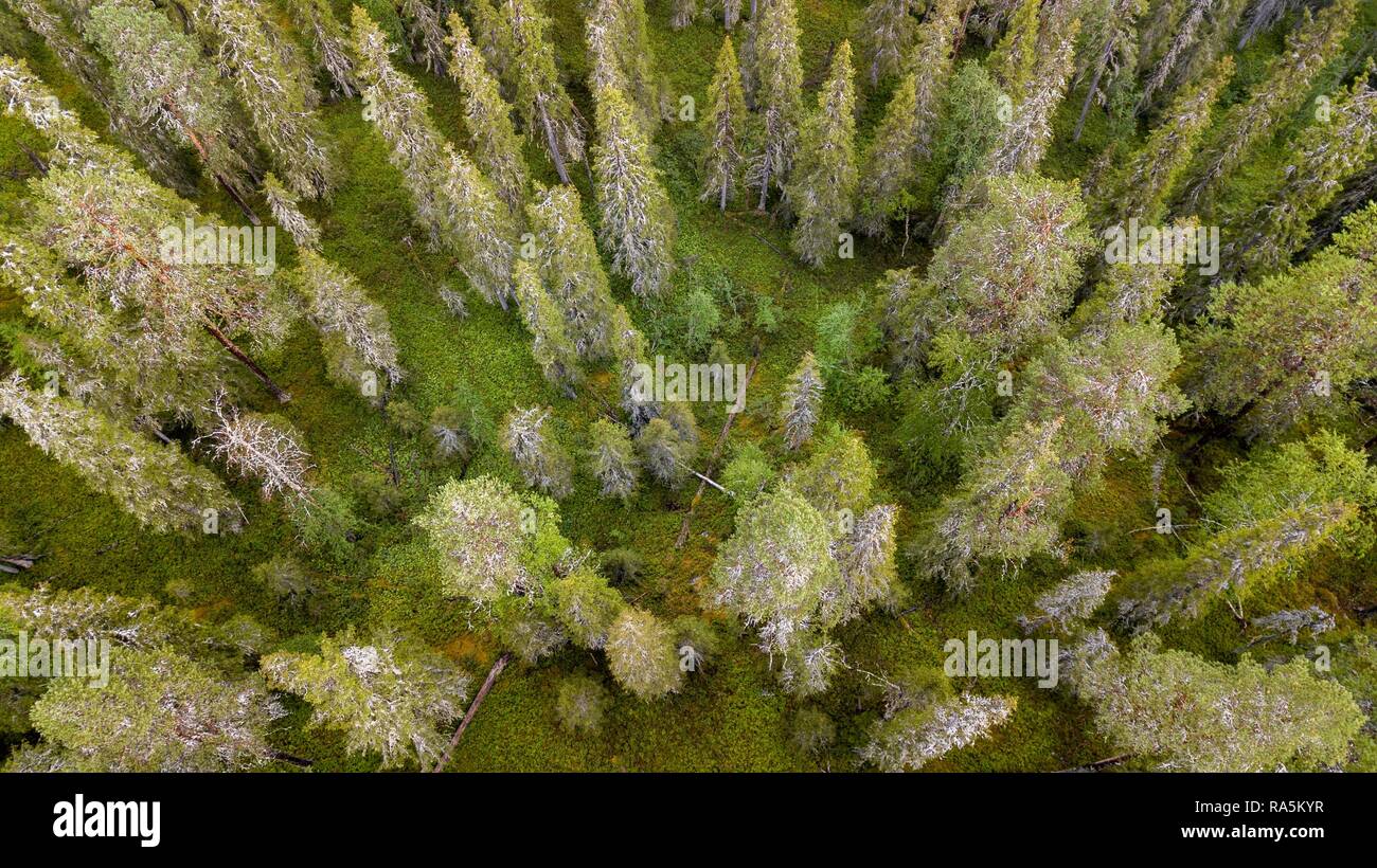 Drone shot, boreale, arctic conifere, foresta, MOSS, paludi, salla, Lappi, Finlandia Finlandia Foto Stock
