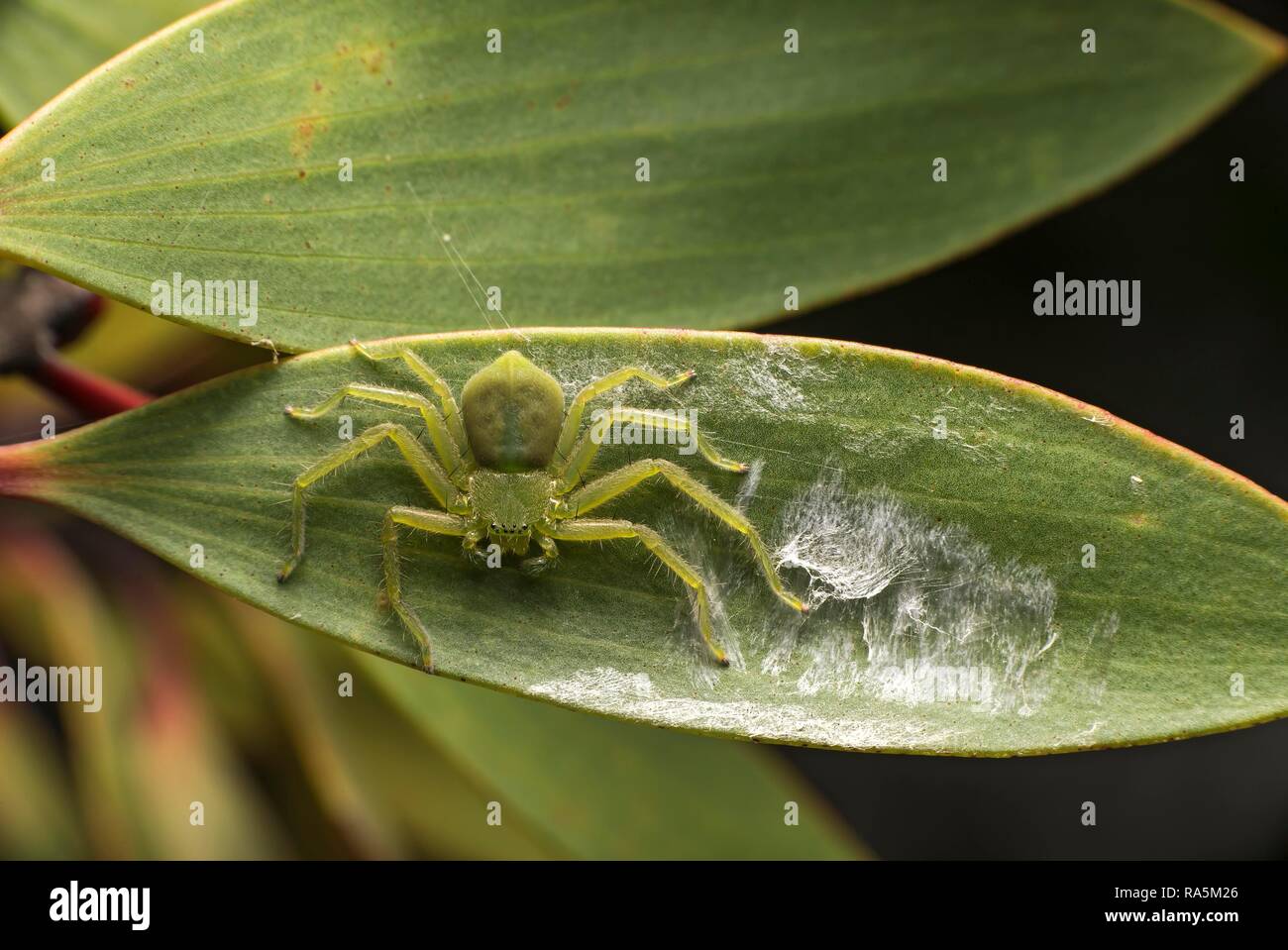 Micrommata (Micrommata), Ankanin Ny Nofy, Madagascar Foto Stock