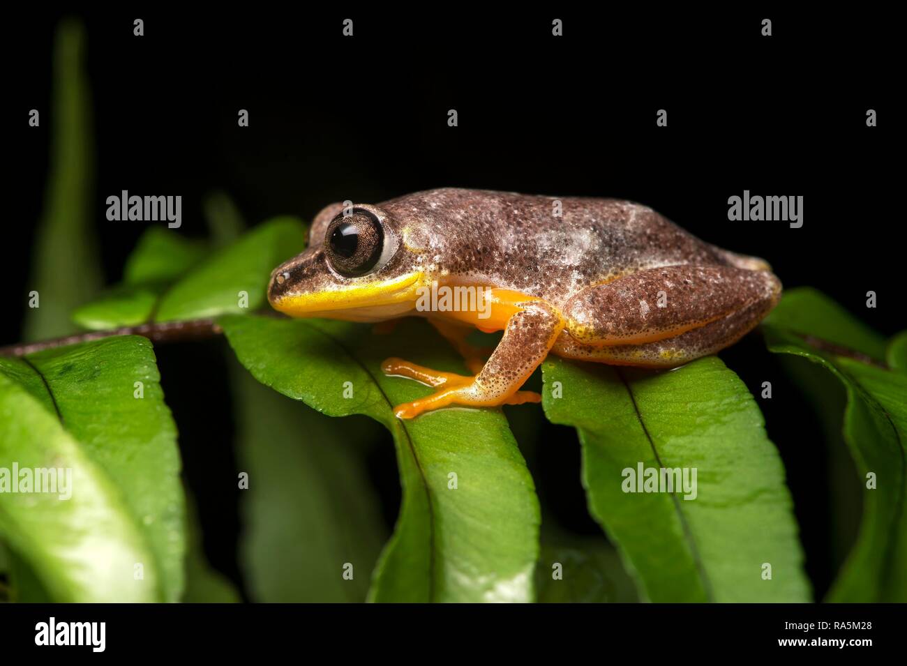 Boophis (Boophis sp.), Ankanin Ny Nofy, Madagascar Foto Stock