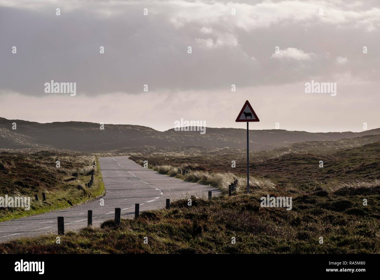 La strada attraverso le dune in corrispondenza della punta settentrionale di Sylt, Nordfriesland, Schleswig-Holstein, Germania Foto Stock