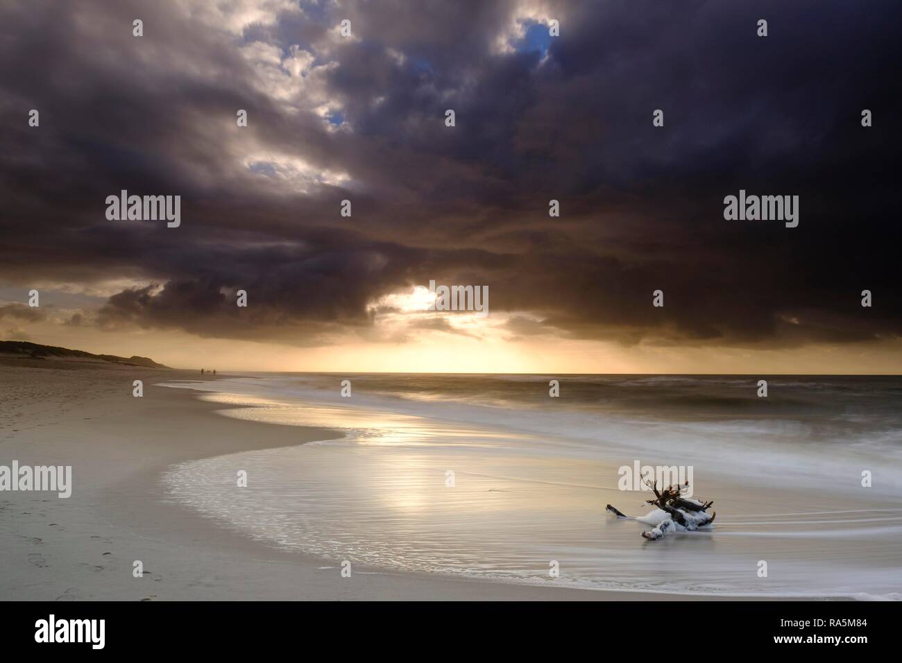 Spiaggia di Ellenbogen, la punta nord di Sylt, Nordfriesland, Schleswig-Holstein, Germania Foto Stock