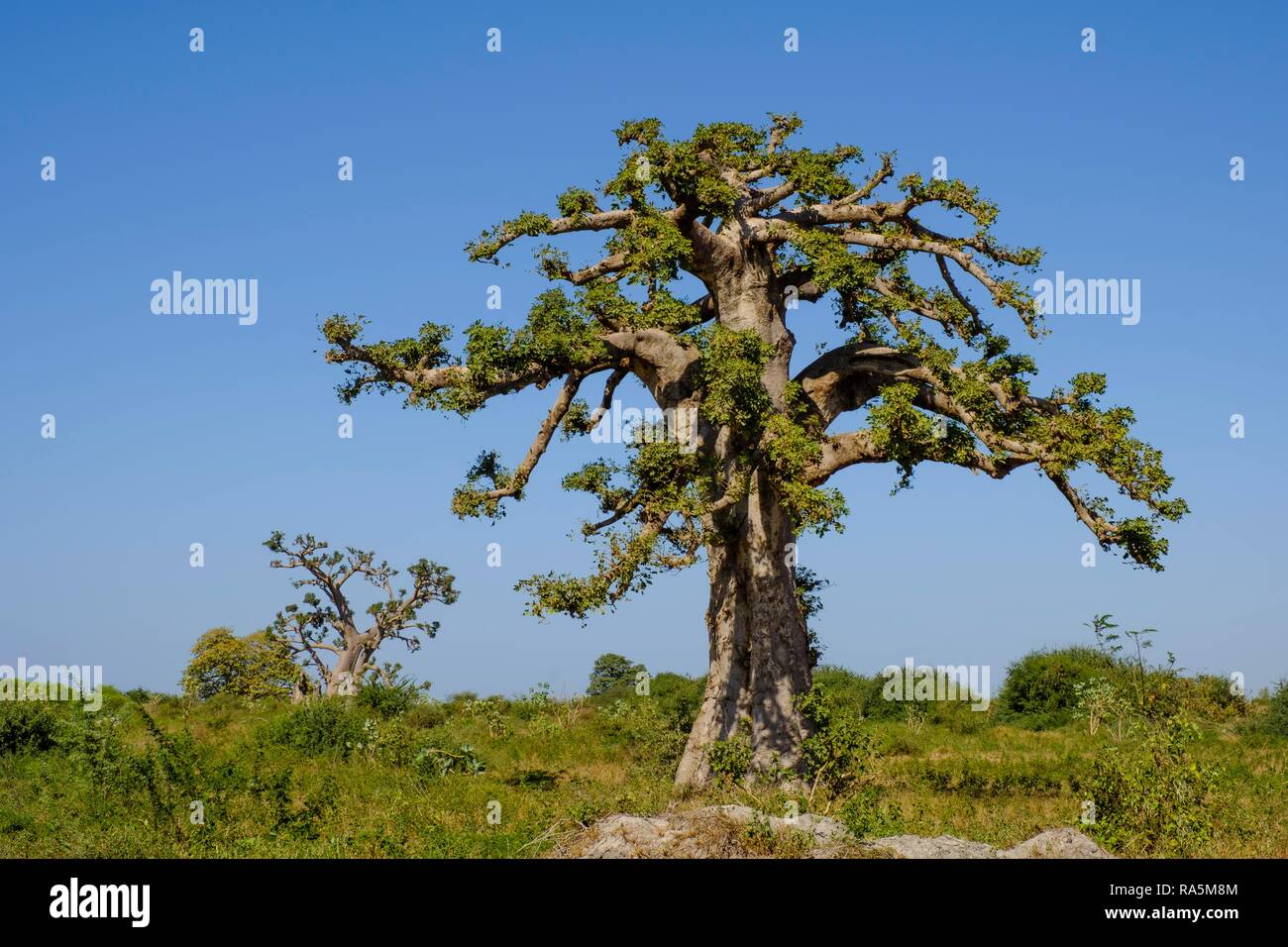 Baobab africano (Adansonia digitata), regione di Dakar, Senegal Foto Stock