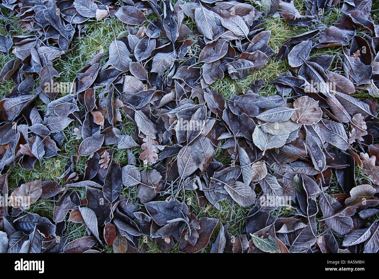 Foglie di autunno ricoperta di brina sul prato, Schleswig-Holstein, Germania Foto Stock
