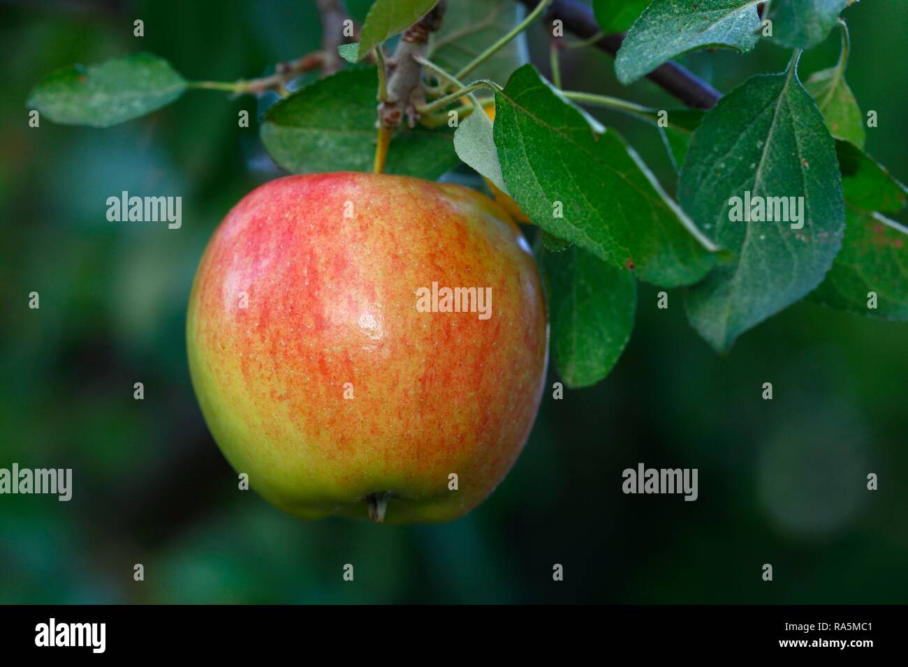 Apple su il melo, Apple varietà Braeburn (Malus domestica Braeburn), Germania Foto Stock