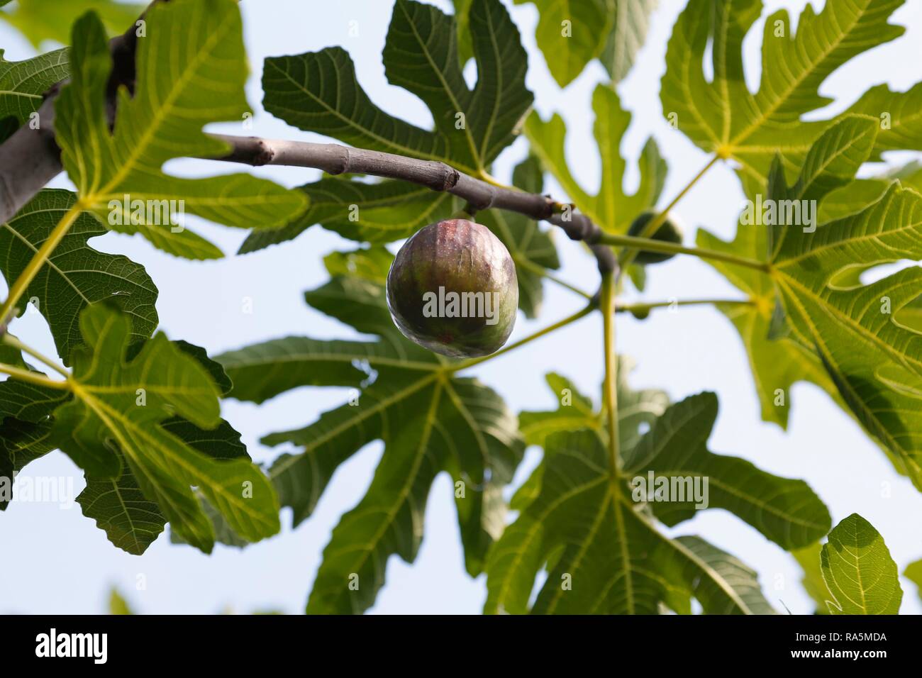 Comune fig (Ficus carica), frutta su un ramo con foglie, Baden Württemberg, Germania Foto Stock