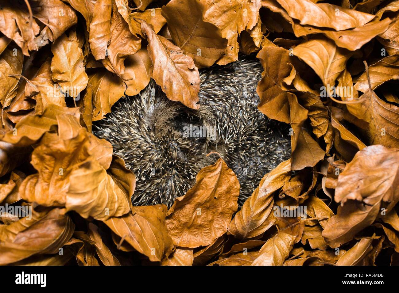 Riccio in ibernazione (Erinaceus europaeus), Baviera, Germania Foto Stock