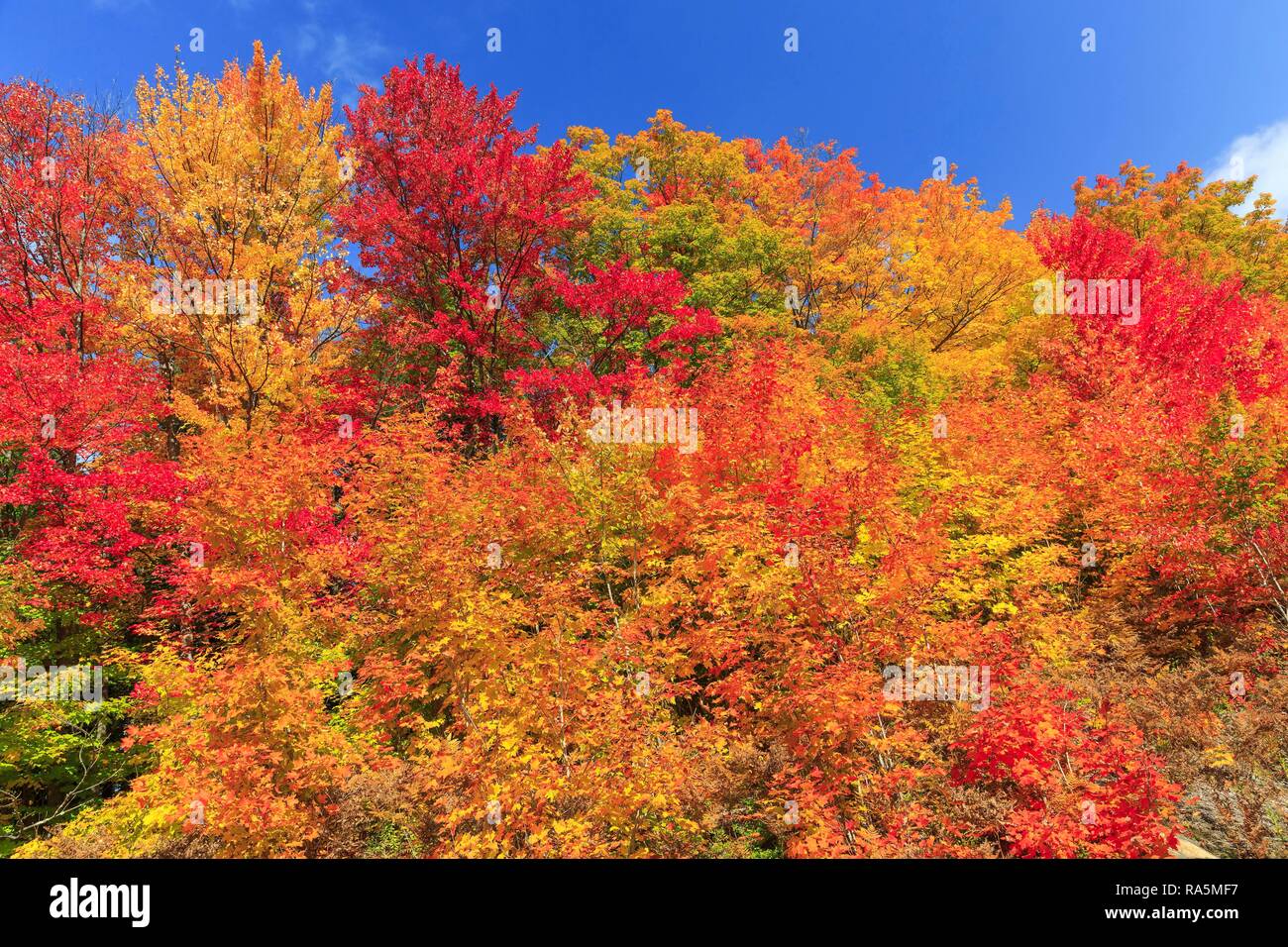 I colori autunnali, Acero (Acer), estate indiana, Algonquin Provincial Park, Ontario, Canada Foto Stock