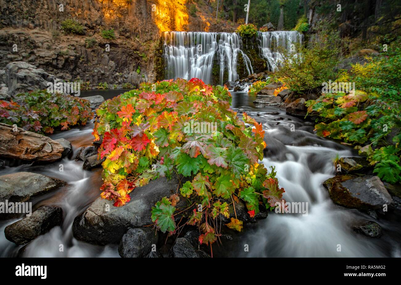 Cascata medio McCloud cade con rosso e foglie di giallo, una lunga esposizione, Shasta-Trinity National Forest, California, Stati Uniti d'America Foto Stock