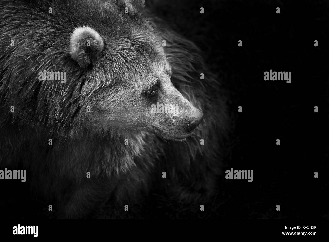 In bianco e nero ritratto di un Eurasian (europeo) Comune orso bruno Foto Stock