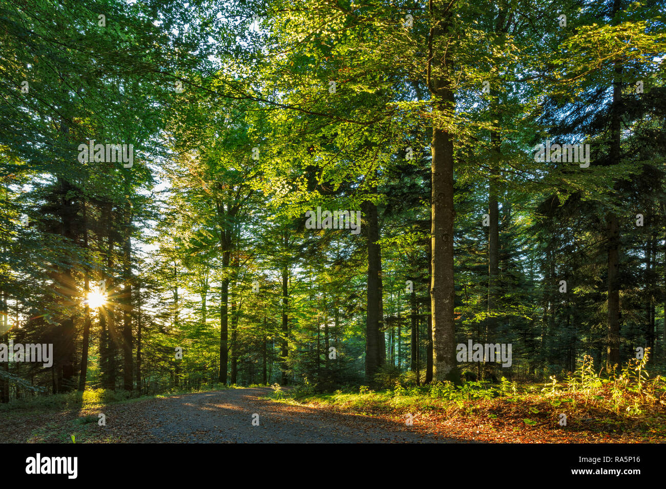 Abendsonne im wald immagini e fotografie stock ad alta risoluzione - Alamy