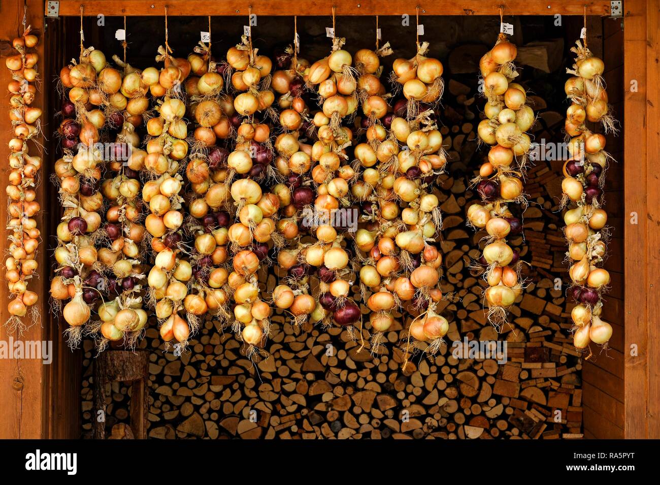 Rosso e cipolle bianche, legato a trecce trecce di cipolla in un capannone di fronte di legna da ardere, Greding, Media Franconia, Franconia, Bavaria Foto Stock