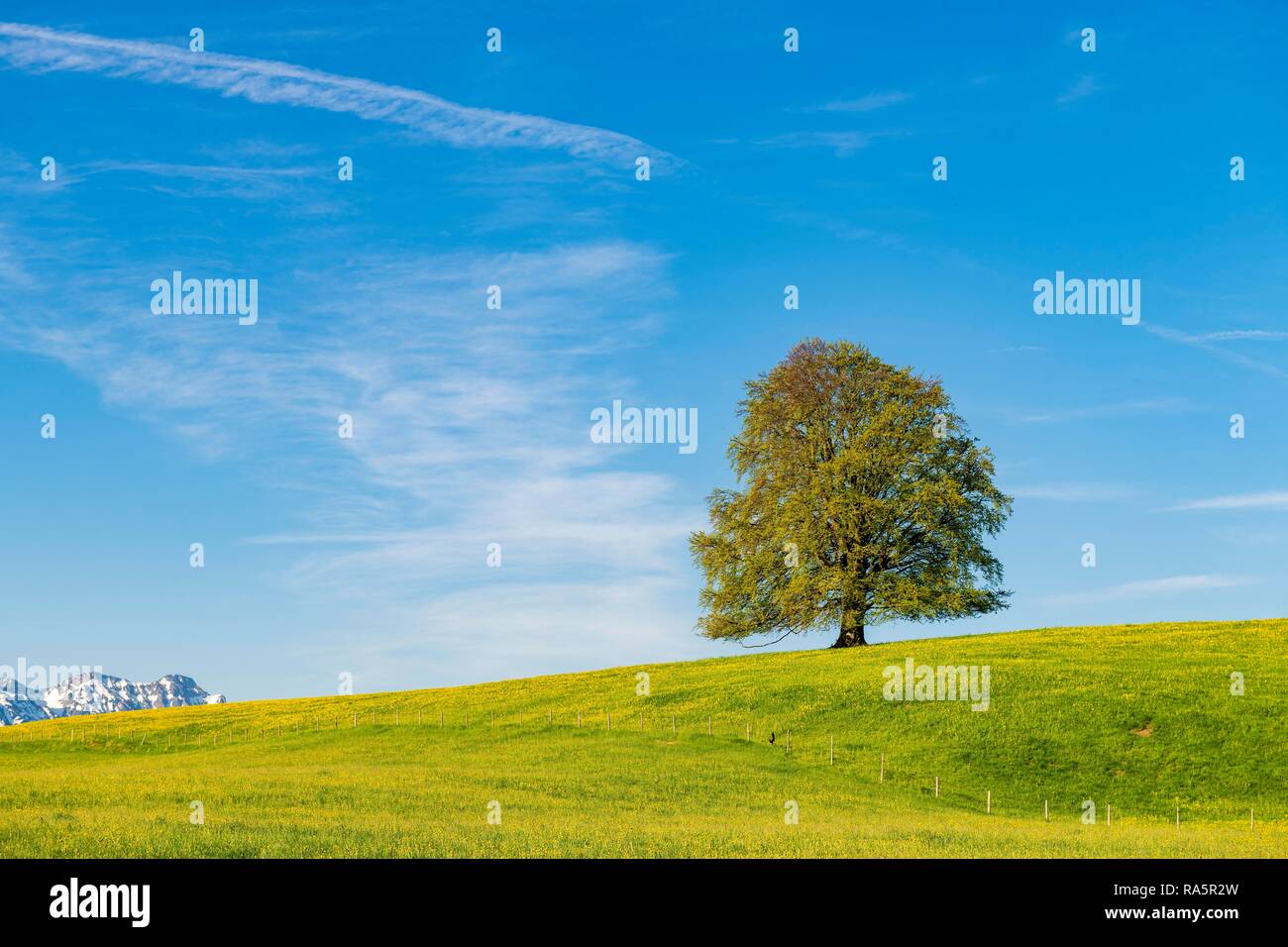 Tiglio (Tilia), albero sul prato primavera con Allgäu Alpi, Ostallgäu, Baviera, Germania Foto Stock