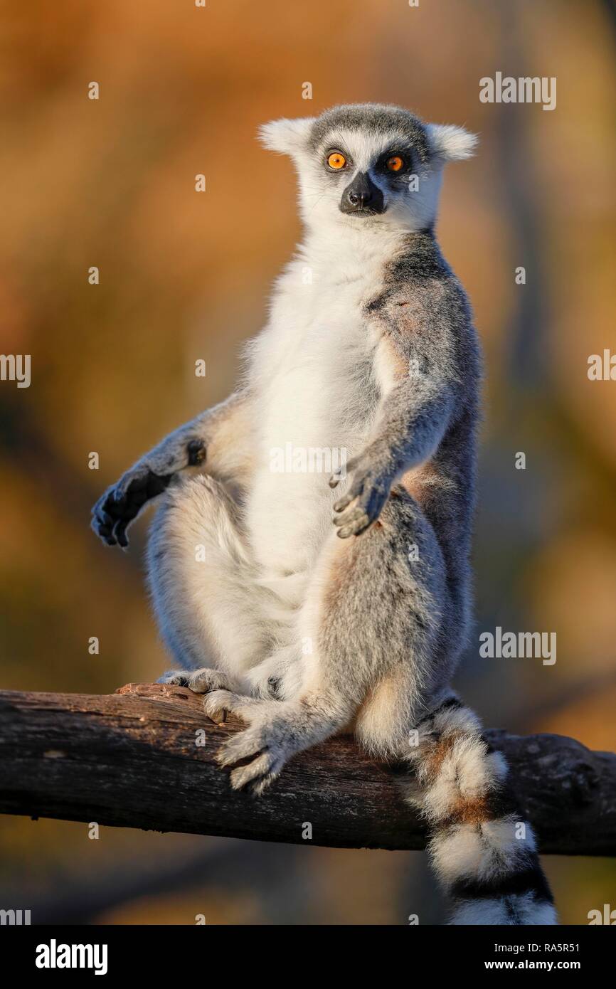 Anello-tailed lemur (Lemur catta), siede in sun, captive, Germania Foto Stock