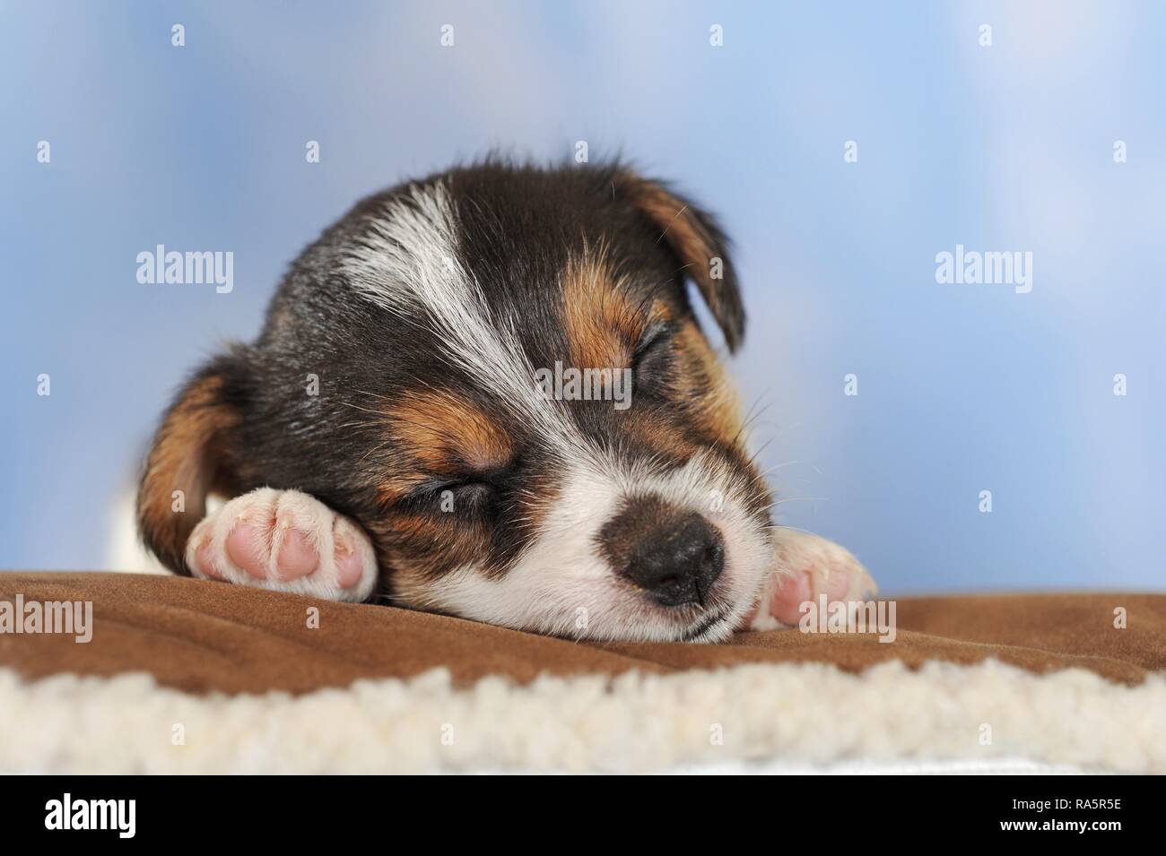Jack Russell Terrier, tricolore, cucciolo 5 settimane, dormendo, Austria Foto Stock