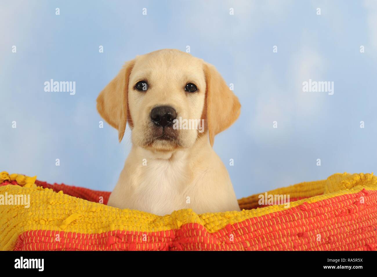 Il Labrador retriever giallo, cucciolo di 7 settimane, siede in arancio-giallo cestello, animale ritratto, Austria Foto Stock