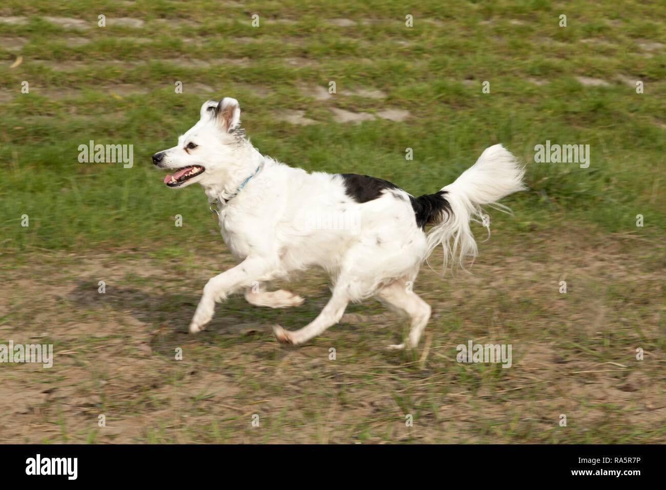 Mixed-breed in esecuzione a campo lungo Foto Stock